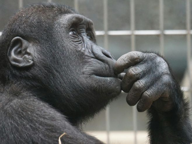 GCSE Creative Writing Lesson Pack (MAGPI Framework) – Improve English Writing Skills