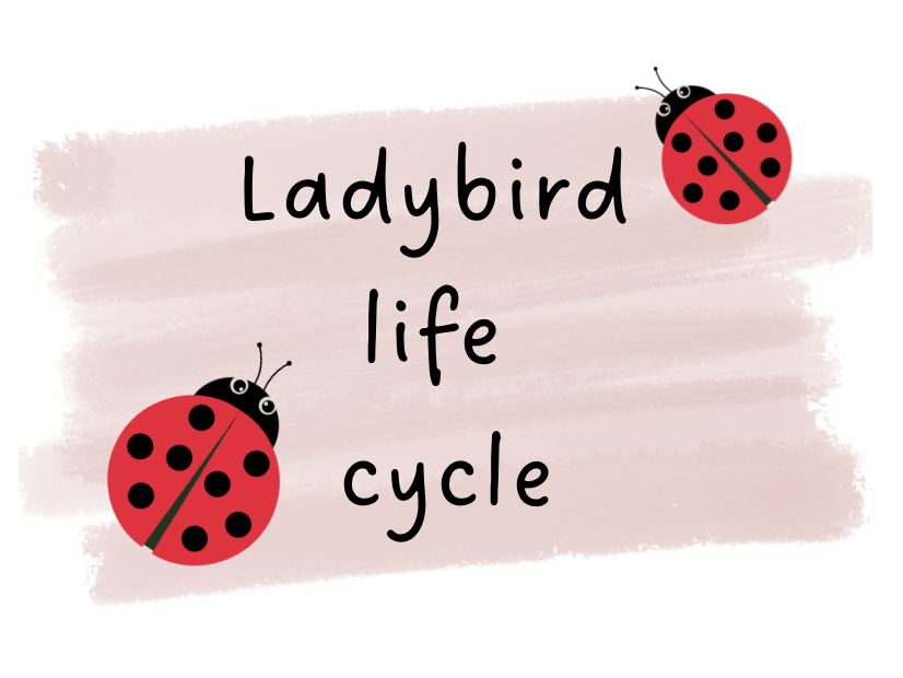 Ladybird Life Cycle