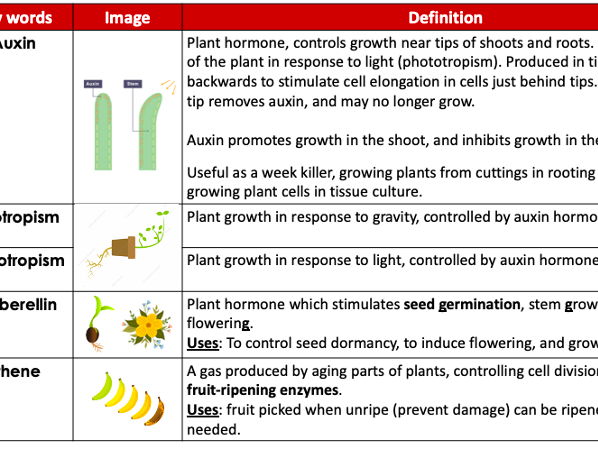 Plant Hormones (AQA GCSE Biology)