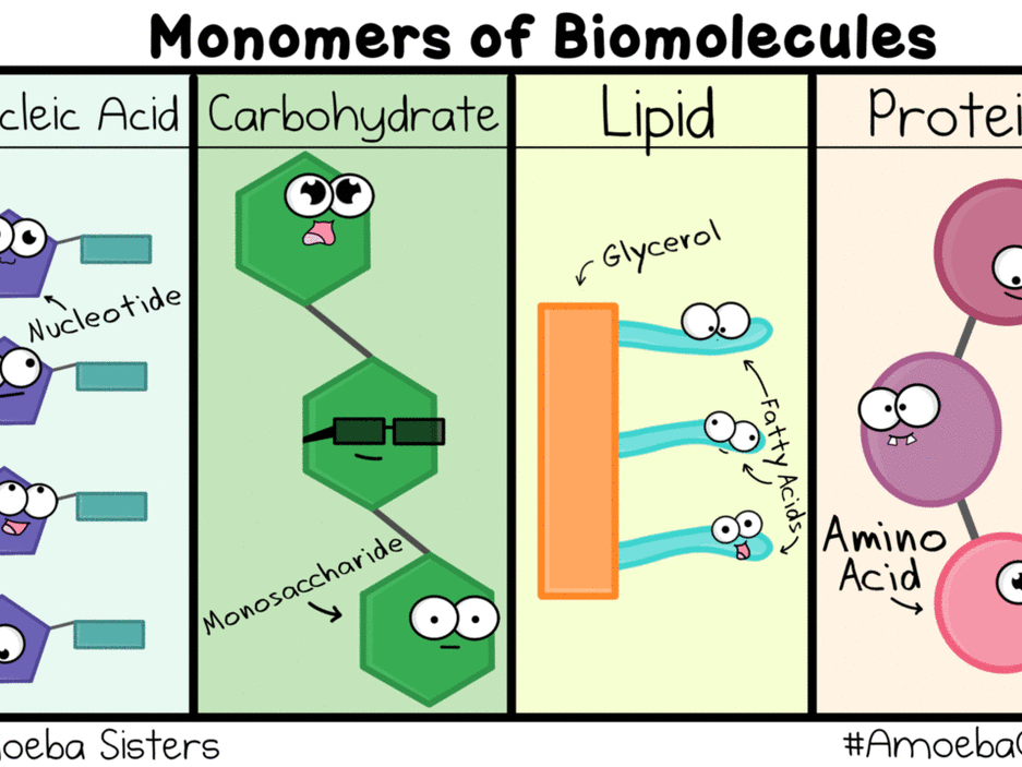 Carbohydrates Lipids Proteins Nucleic Acids Chart