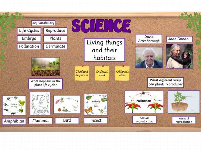 Living Things and Their Habitats Year 5 KS2 Science Display