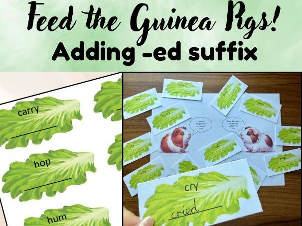 Feed the Guinea Pigs! Adding -ed Suffix Spelling Rule Game