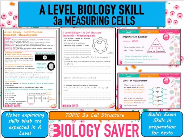 A Level Bio Skill - 3a Measuring Cells