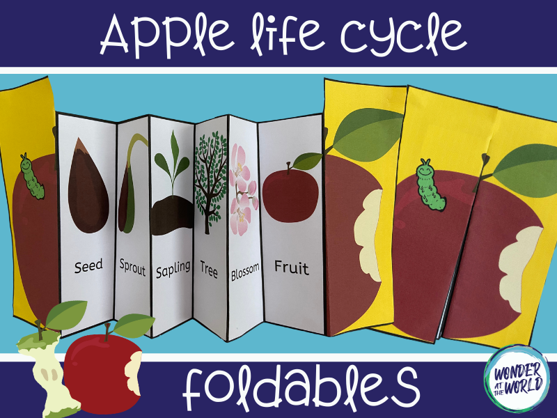 Life Cycle Of An Apple Activity APPLE LIFE CYCLE 10 Montessori Cards