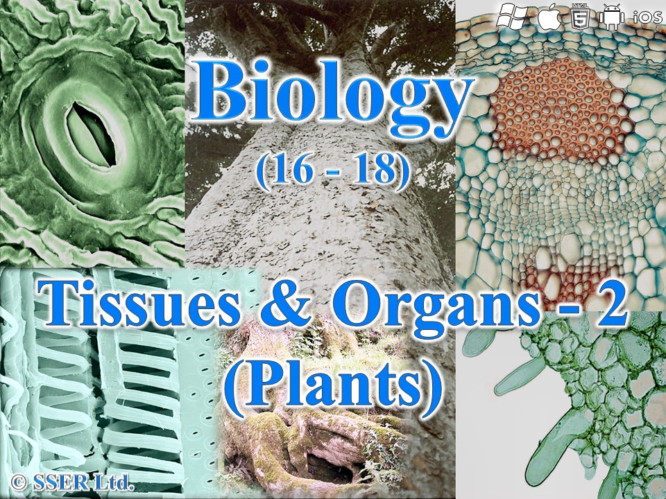 BioA_3.2.1.1 Eukaryotic Tissues & Organs - Plants