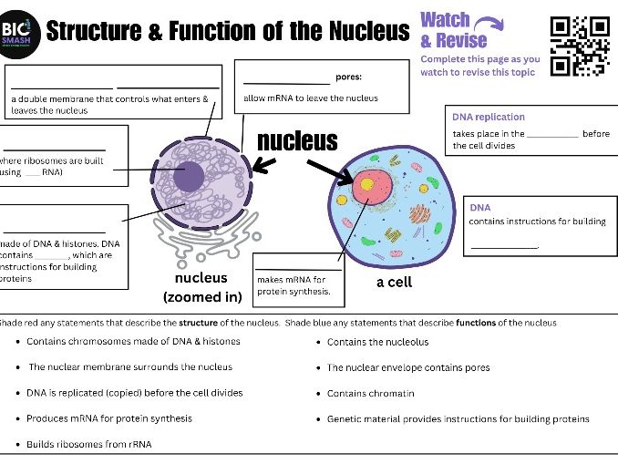 An introduction to the structure and function of the Nucleus. A level Biology