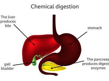 iGCSE Biology - 7.4 Chemical digestion