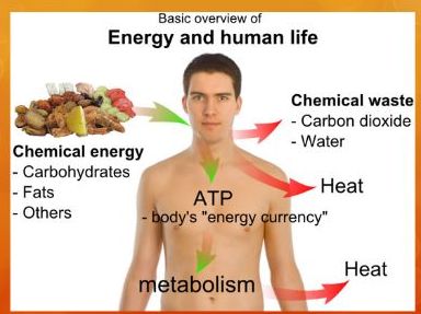 BTEC Level 3 Health and Social Care: Unit 5 (A&P) - Energy