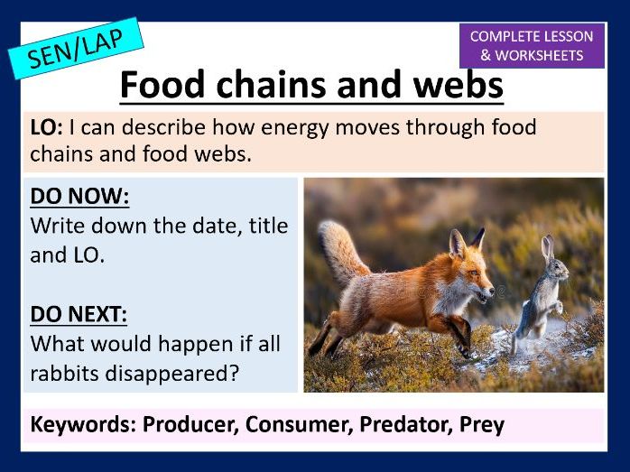 Food chains and webs