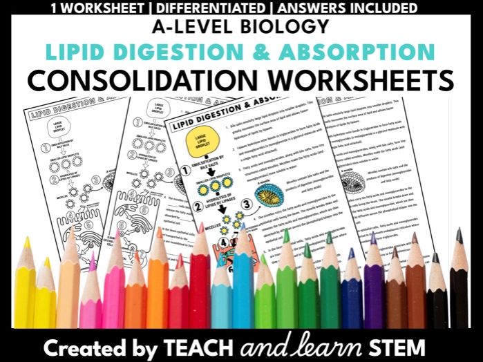 Lipid Digestion and Absorption A-level Biology Summary Worksheet