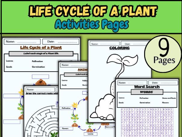 Parts of a leaf worksheet/Label a leaf activity/Plant anatomy printable