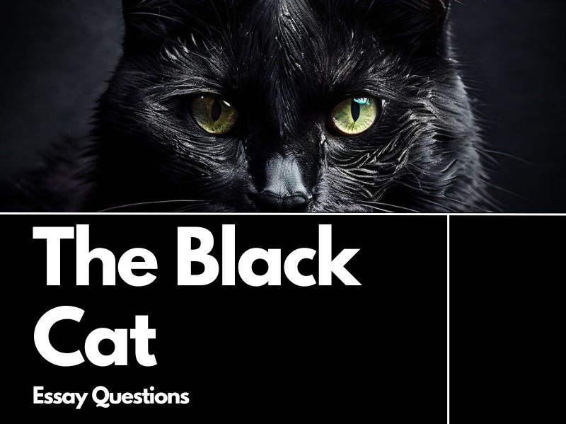 The Black Cat Essay Questions