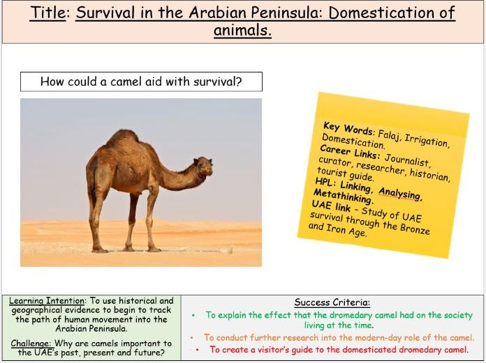UAE Social/MSC Domestication of Camel