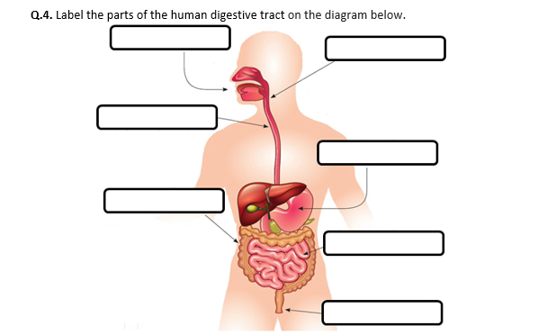 Human Digestive System - Worksheet | Printable and Distance Learning |  Teaching Resources