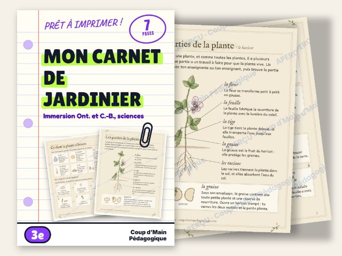 French Immersion Grade 3 Plant Life Cycle Bean Experiment