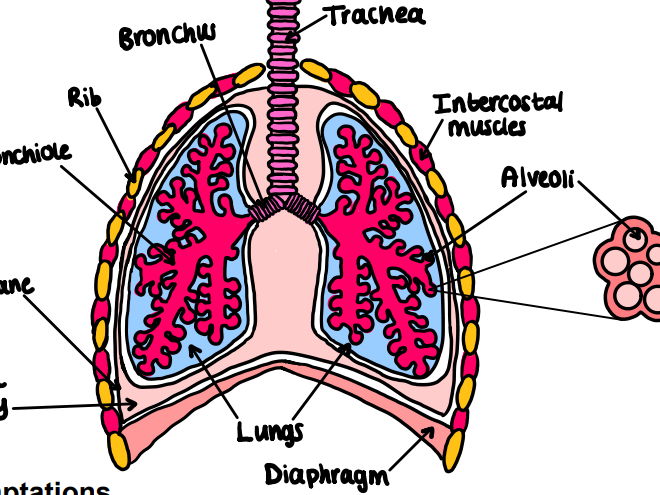 Revision notes for OCR A Biology A-Level