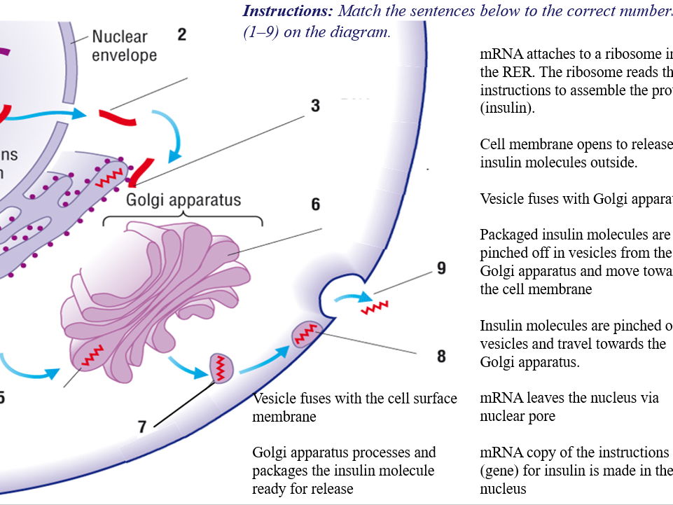 A Level Biology: Introduction to RNA & Comparison to DNA (Complete Lesson)