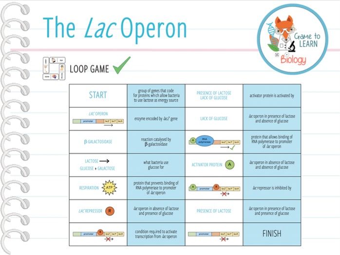 The Lac Operon - Loop Game (KS5) | Teaching Resources