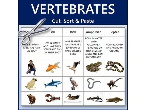 Vertebrates Science Cut, Sort & Paste Worksheet Activity