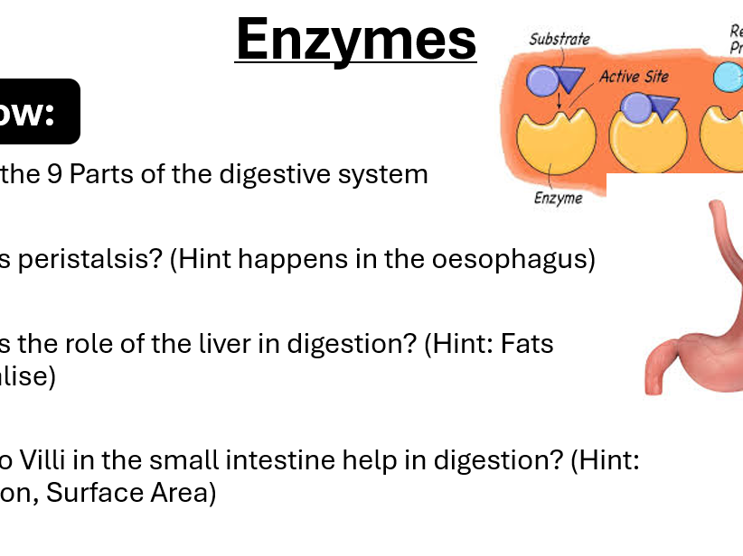 AQA B2- Enzymes in the digestive system