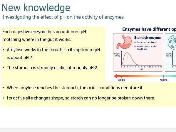 Investigating enzymes (RP5)