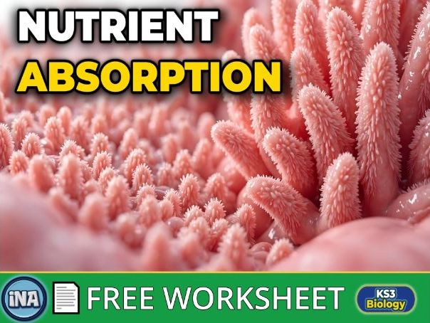 Absorption and Transport of Nutrients - FREE KS3 Biology Worksheet