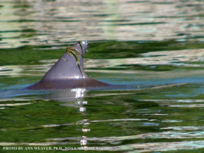 What can biostatistics teach us about dolphin culture and communication?