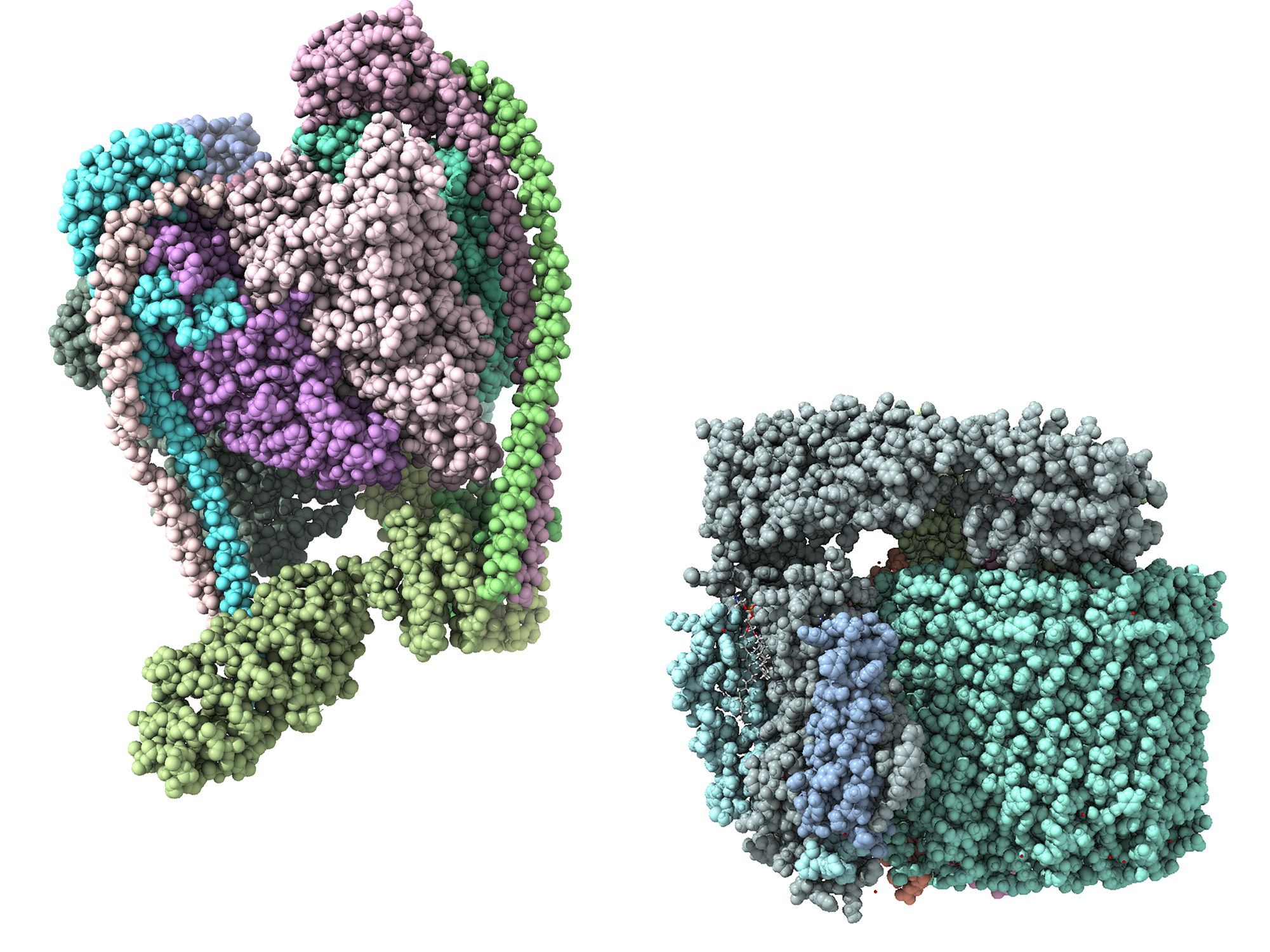 Can understanding V-ATPase help fight disease and ageing?