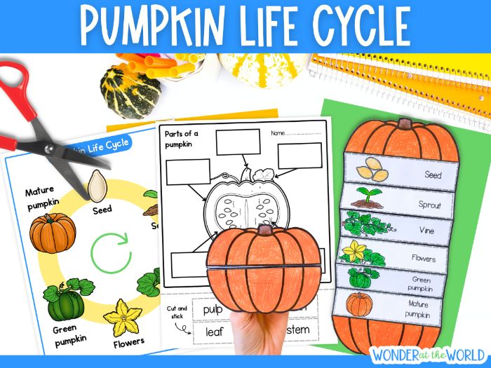 Life cycle of a pumpkin foldout science Autumn or Halloween craft sequencing activity KS1 KS2