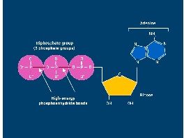 ATP Structure & Features