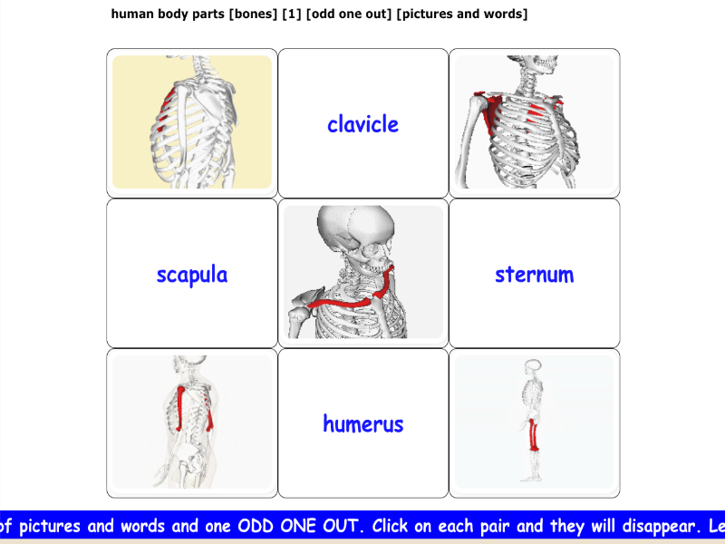 human body parts [bones] [1] [odd one out] [pictures and words]