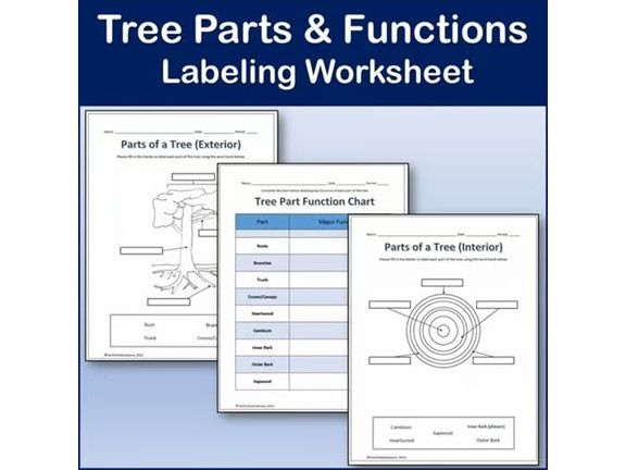 Parts of a Tree - Science Labeling Worksheet