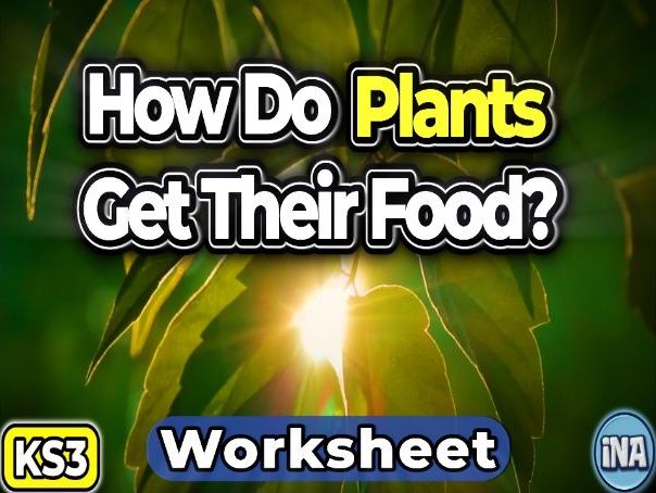 Plant Nutrition - KS3 Biology Worksheet