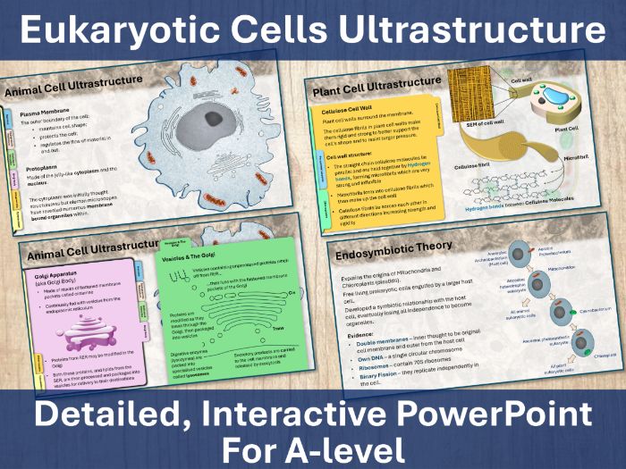 Eukaryotic Cell Ultrastructure PPT - A level
