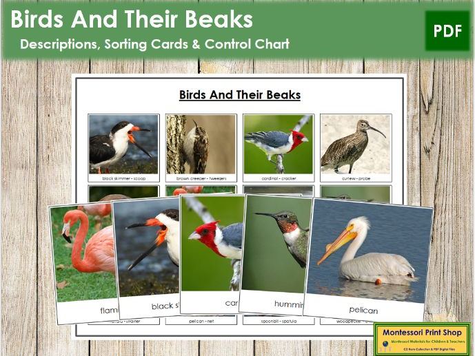 FREE Birds And Their Beaks Information, Sorting Cards &amp; Control Chart ...