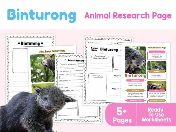 Binturong (Bearcat) Research Worksheets | Rainforest Animals