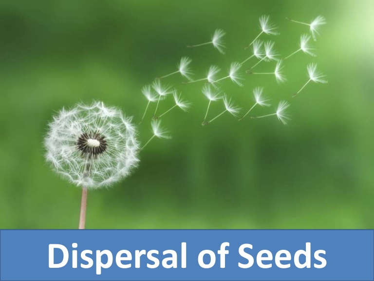 SEED DISPERSAL