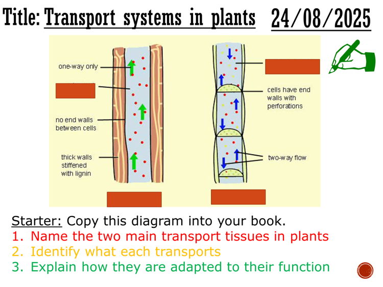 Transport systems in plants - complete lesson (GCSE 1-9)
