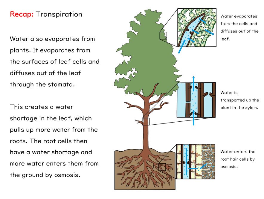 Water Cycle Diagram Gcse Biology