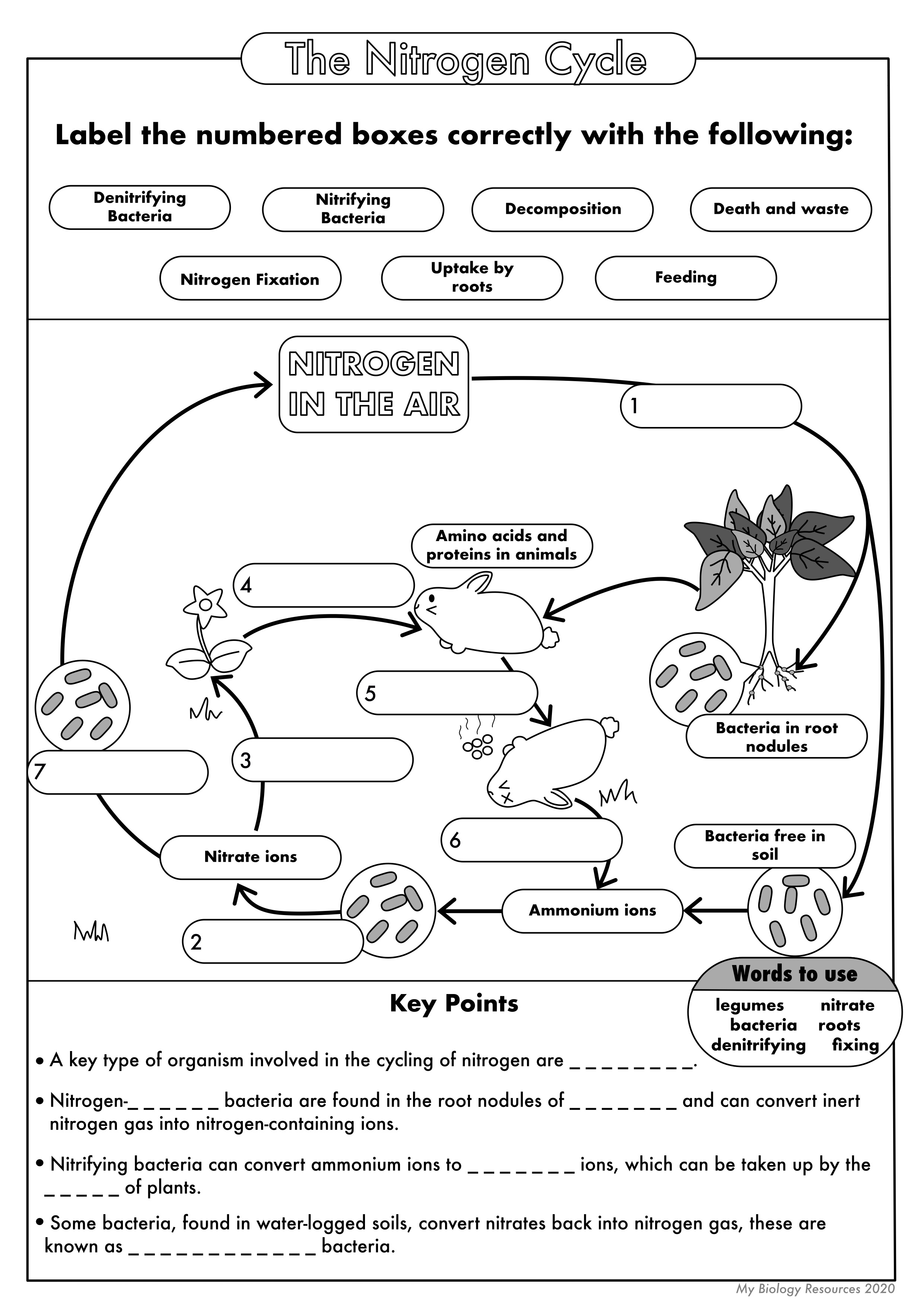 GCSE Biology: The Nitrogen Cycle  Teaching Resources In Cycles Worksheet Answer Key