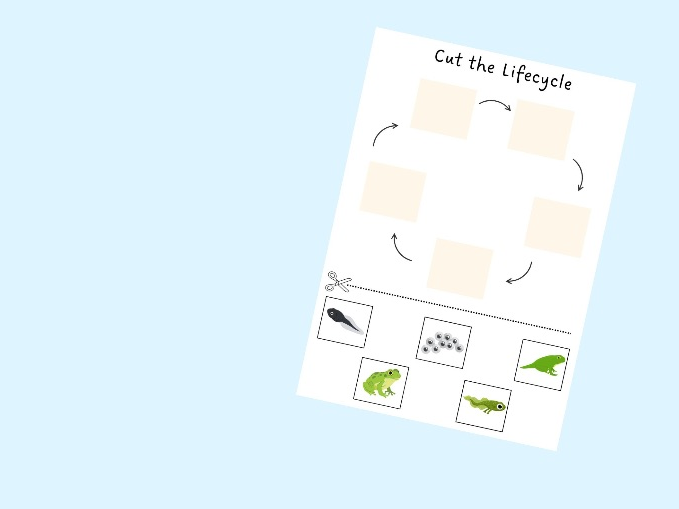 Frog Lifecycle Cut and Stick