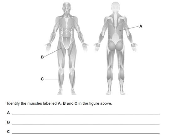 GCSE PE Muscular System