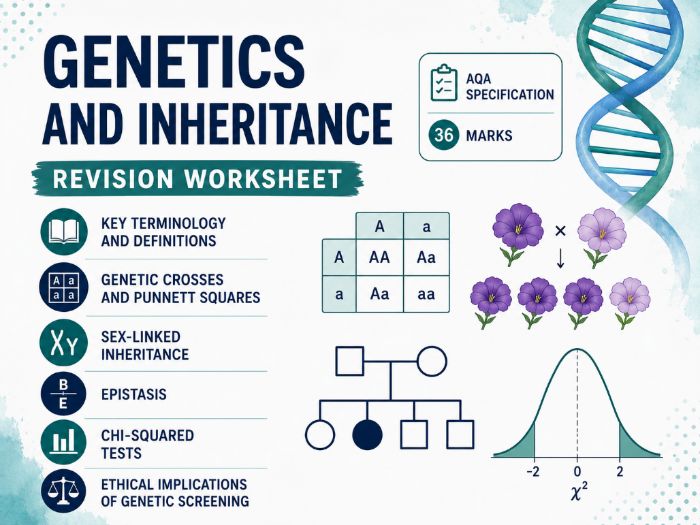 AQA A Level Biology Genetics and Inheritance worksheet with mark scheme ...