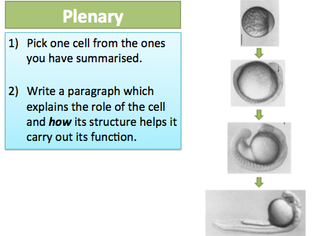 NEW AQA GCSE Cells 3-4 Specialised Cells