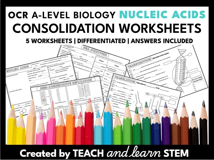 Nucleic Acids Module 2 Summary Worksheets OCR A-level Biology
