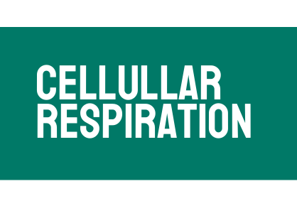 AP Biology Unit 3: Cellular Respiration