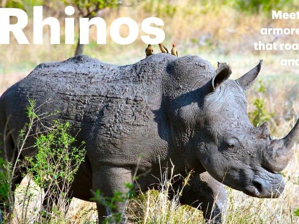 Rhino: Animated Keynote/PPT Presentation, Colorful Science