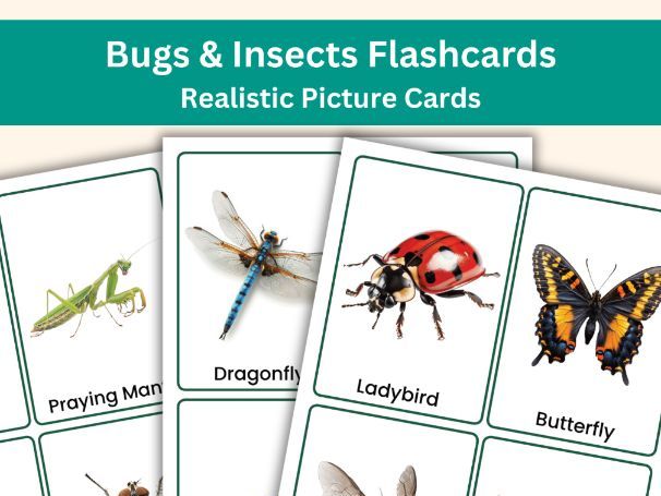 Bugs & Insects Flashcards – 20 Realistic Picture Cards