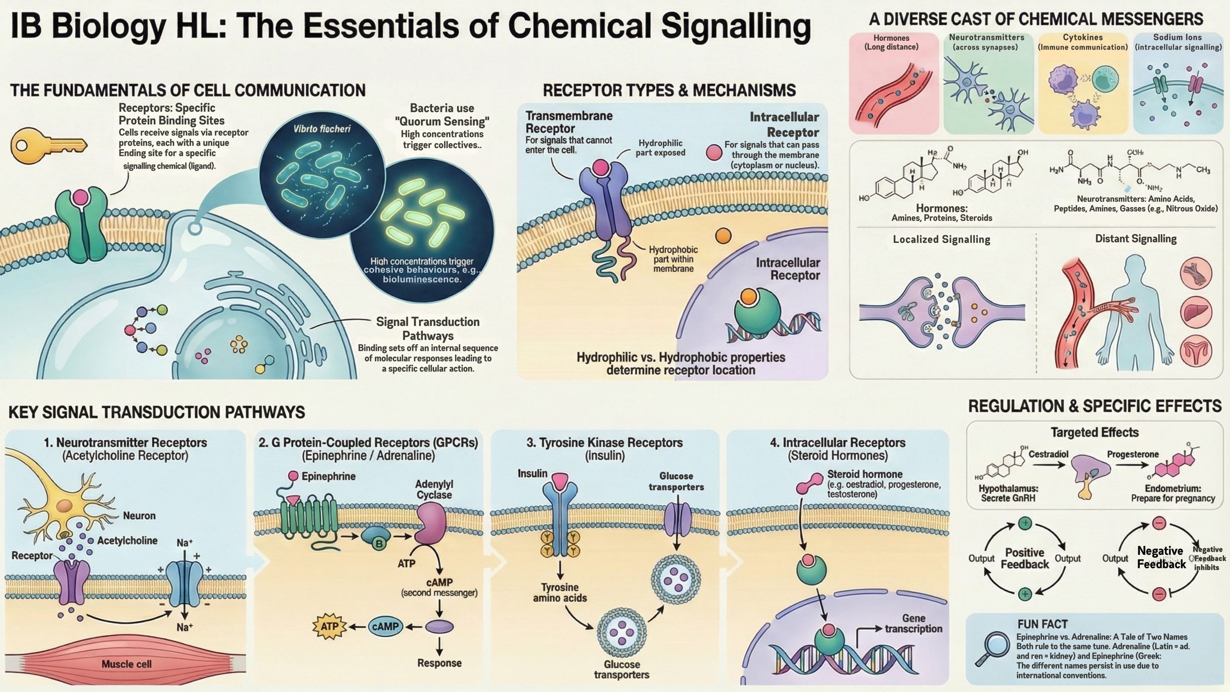 IB DP Biology Digital Infographic Poster: C2.1 Chemical Signalling ...