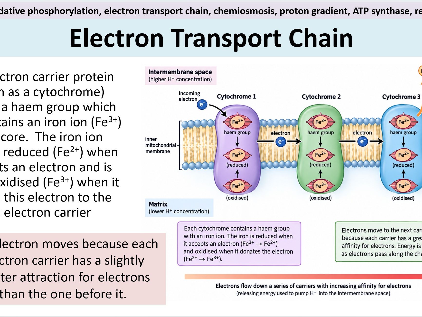 Aerobic Respiration Bundle